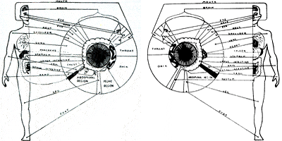 iridodijagnostika slika